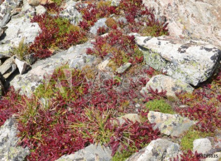 Picture of Alpine Tundra Groundcover in Autumn colors Rocky Mountains USA